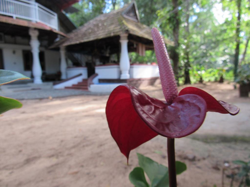 Marari Dreamz Vila Alappuzha Exterior foto